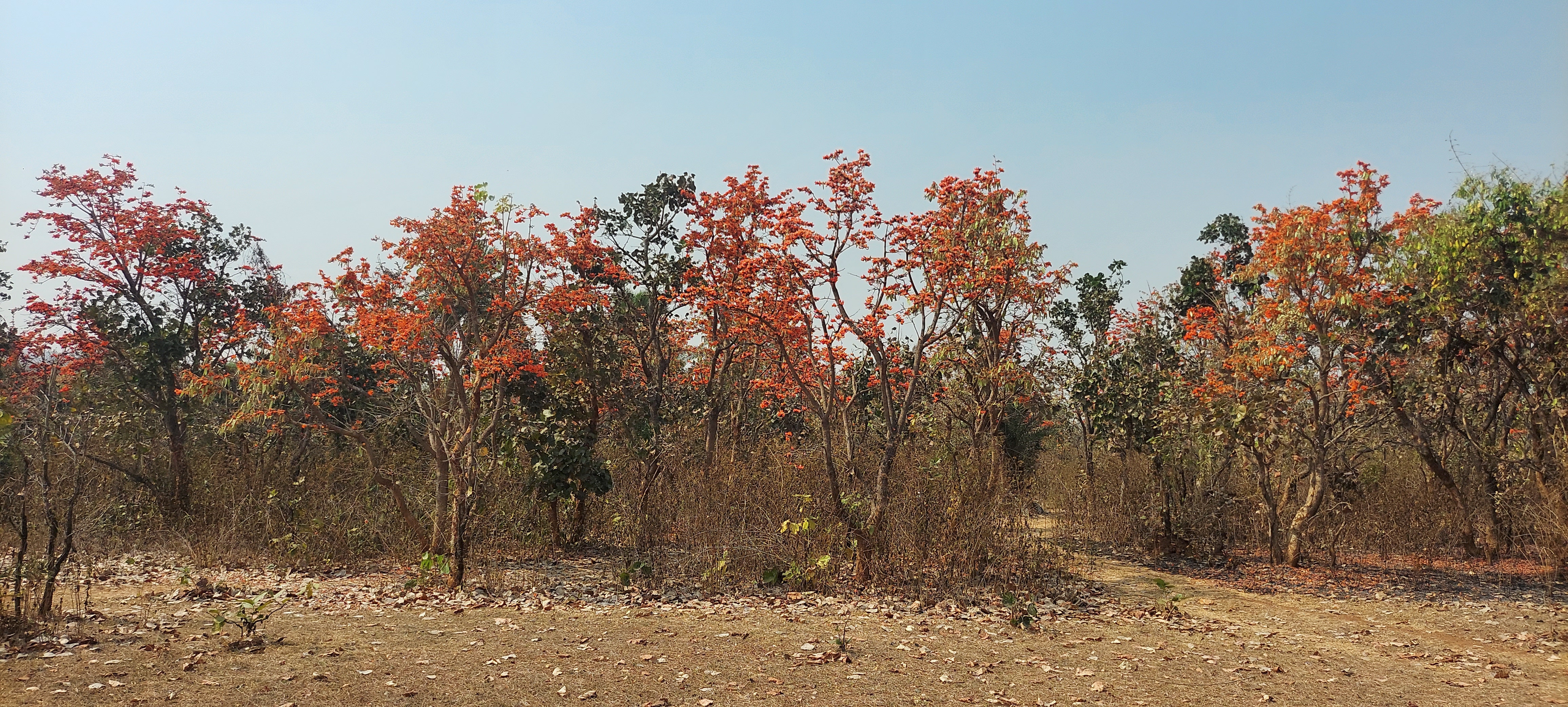 The Flame of Jhargram: Chasing the Crimson Palash Trails of the Red Soil, পলাশ ফুল