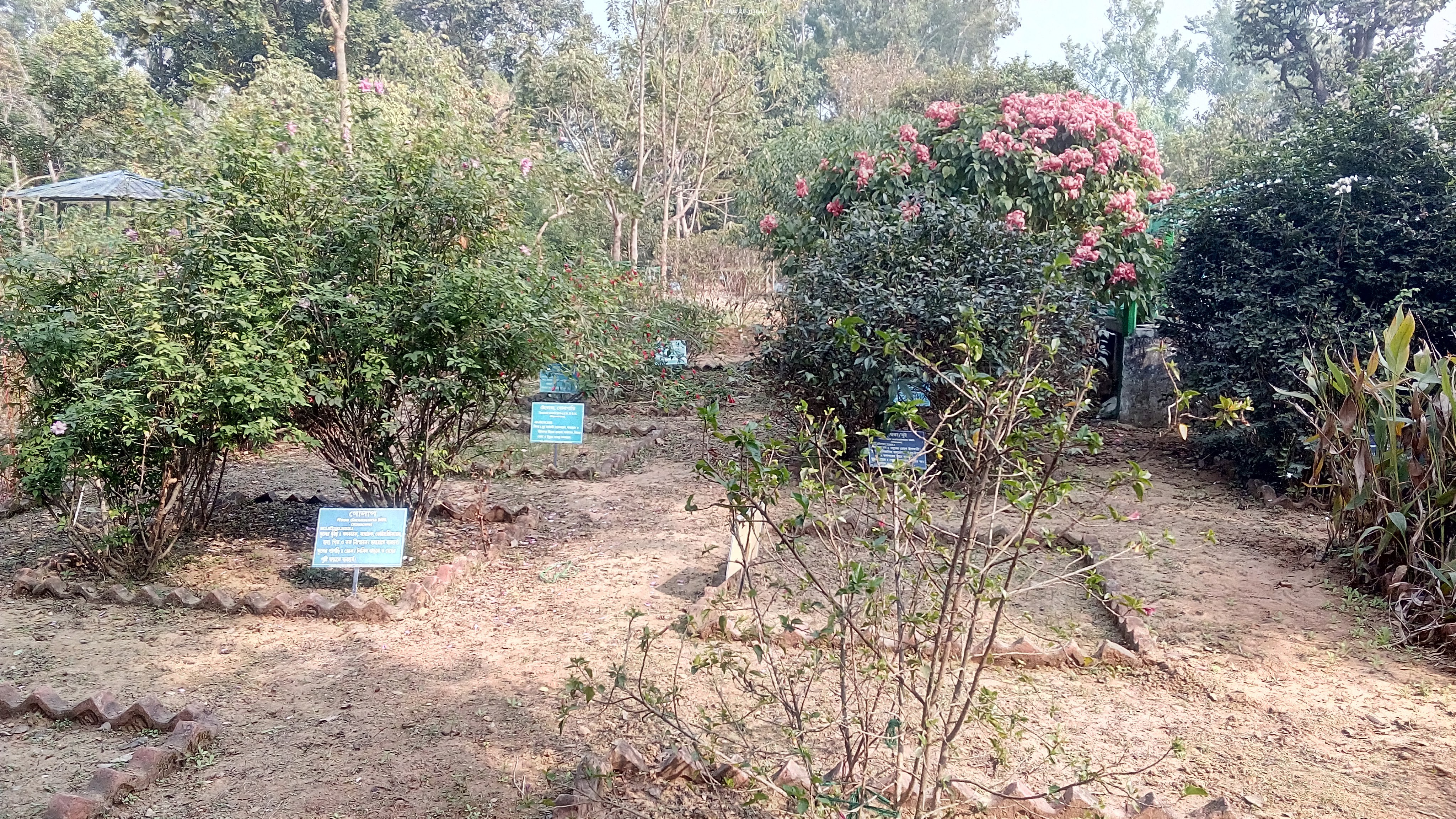 Amlachati Bhesojo Udyan, Jhargram