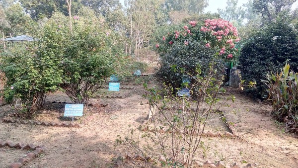 Amlachati Bhesojo Udyan, Jhargram